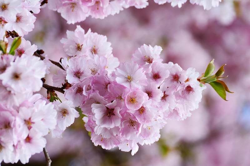 Fabled Blooms