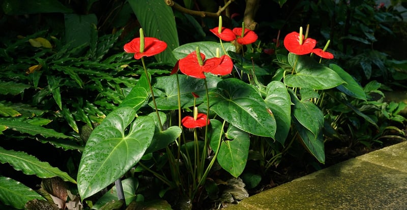Kew Gardens